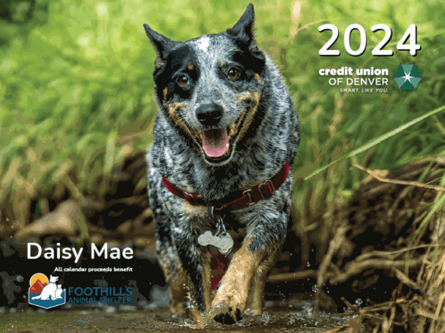 Daisy Mae a Blue Heeler on the 2024 Pet Calendar cover