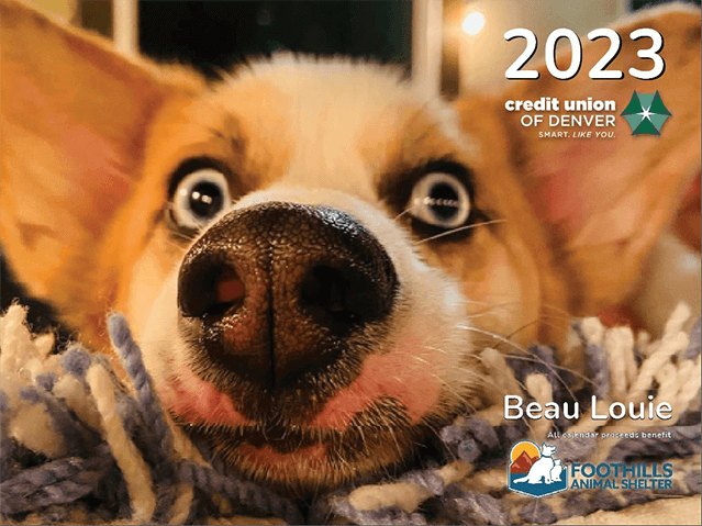 Beau Louie a Corgi on the 2023 Pet Calendar