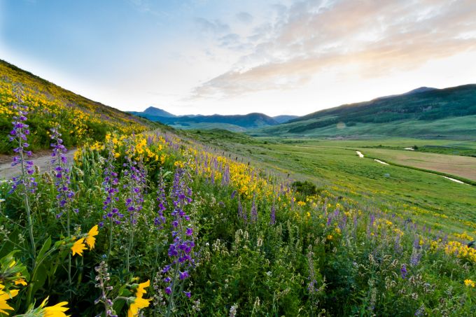 wildflowers in Colorado field