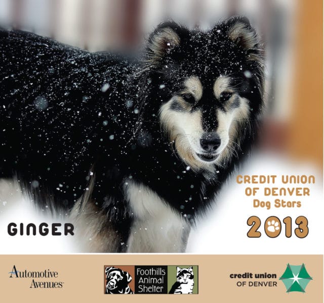 Large black and white dog named Ginger in the snow