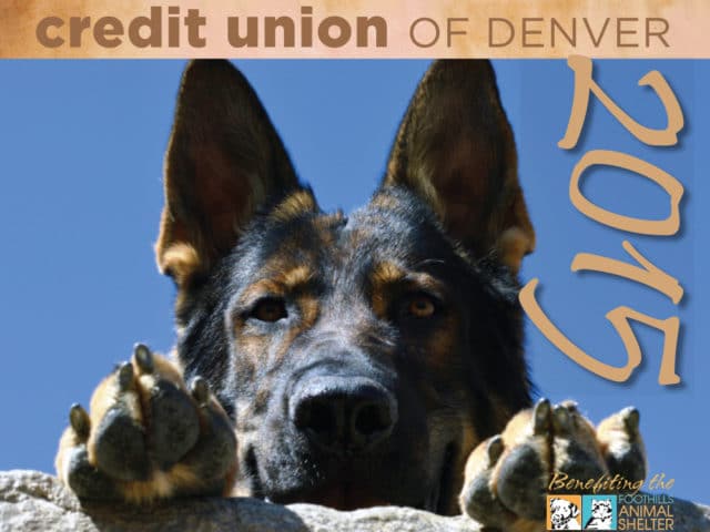 Close up of large black and brown dog in front of blue sky