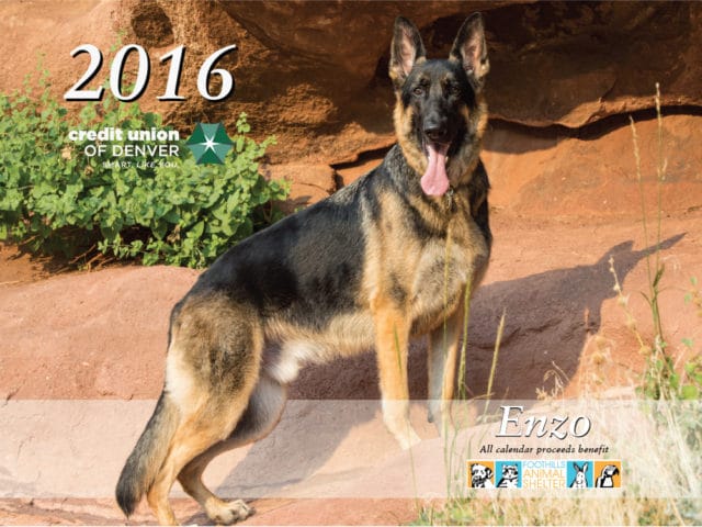 German Shepherd named Enzo standing on large rocks with tongue out