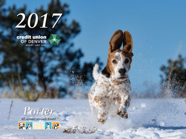 Porter a small hound dog jumping in snow with ears flopping in the air