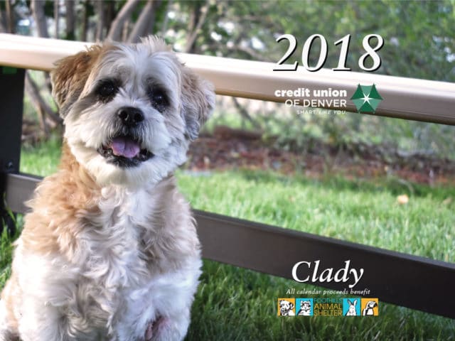 Small brown dog named Clady in front of fence looking at camera