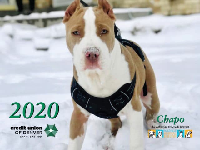Tan and white pitbull named Chapo standing in snow looking at camera