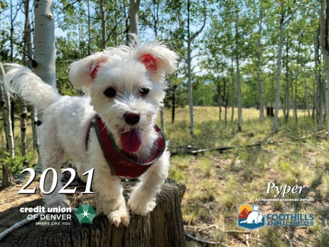 Small white dog named Pyper standing on tree stump with tongue out