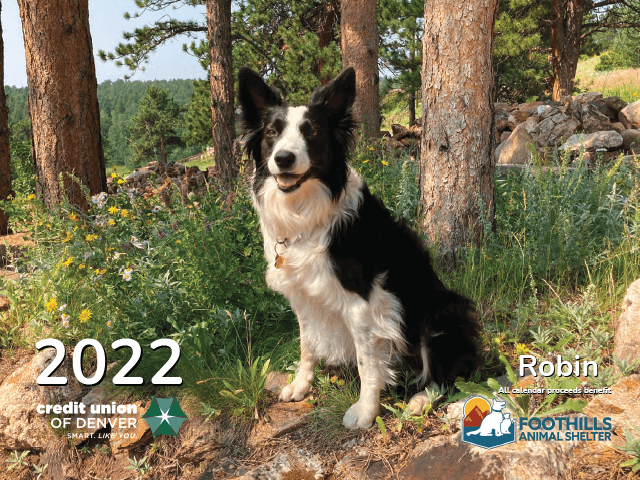 Robin a black and white Border Collie on the 2022 Pet Calendar