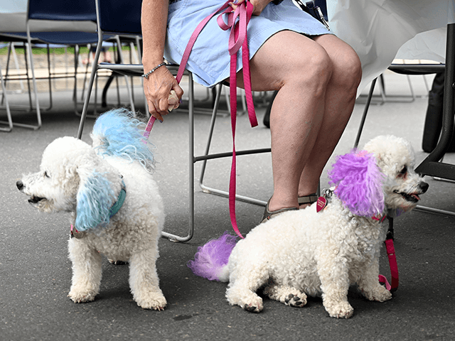 2 White dogs with blue and pink colors