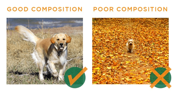 Good Composition vs Poor Composition showing two dog pictures