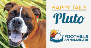 Happy Tails, Pluto the dog. Foothills Animal Shelter.