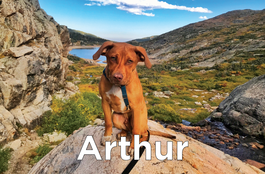 Arthur - small brown puppy on leash sitting on a rock