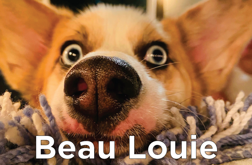Beau Louie - Up close picture of a Corgi's nose