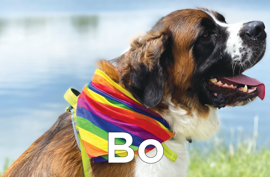 Bo - Saint Bernard by the lake with a rainbow scarf on