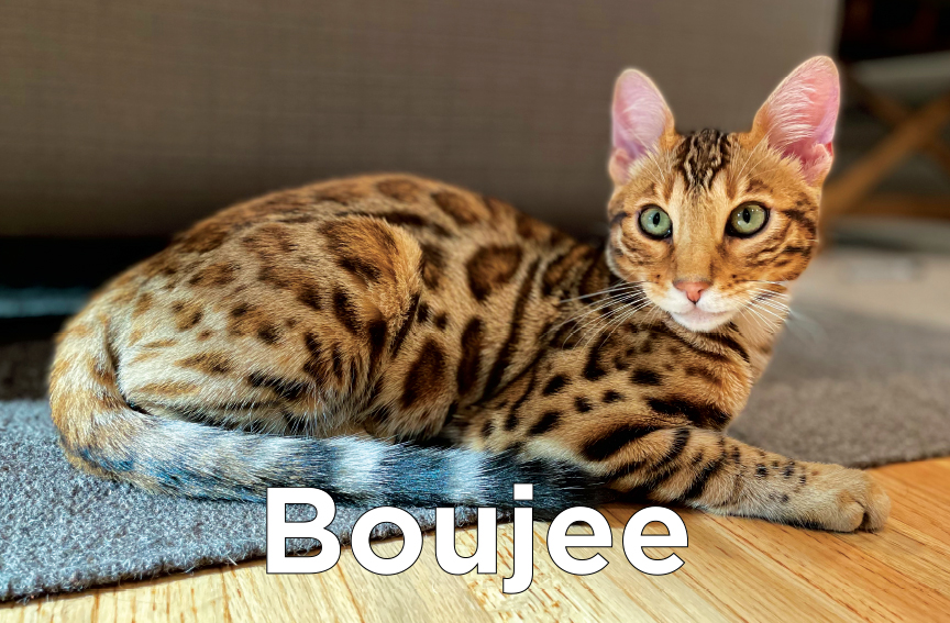 Boujee - Leopard spotted cat laying in the sun on the floor.