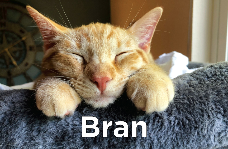 Bran - Orange and white cat with it's eyes closed