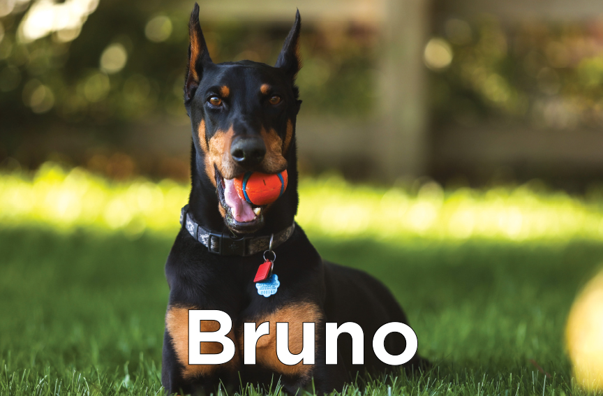 Bruno - Doberman Pinscher with it's ears up and a toy ball in it's mouth