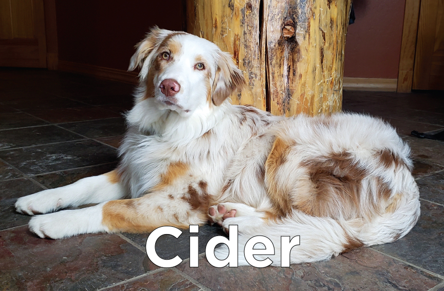 Cider - White & brown spotted dog laying next to a wooden pole.