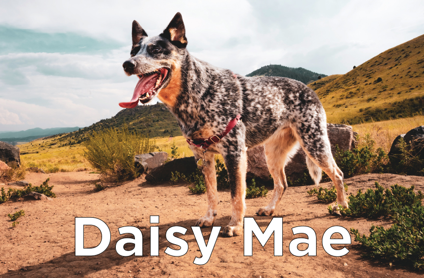 Daisy Mae - Tri-colored dog medium size dog somewhere in the foothills. with it's tongue sticking out