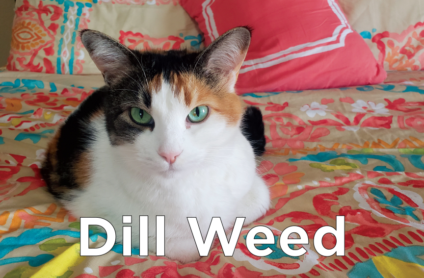 Dill Weed - Tri-colored cat with green eyes laying on a bed