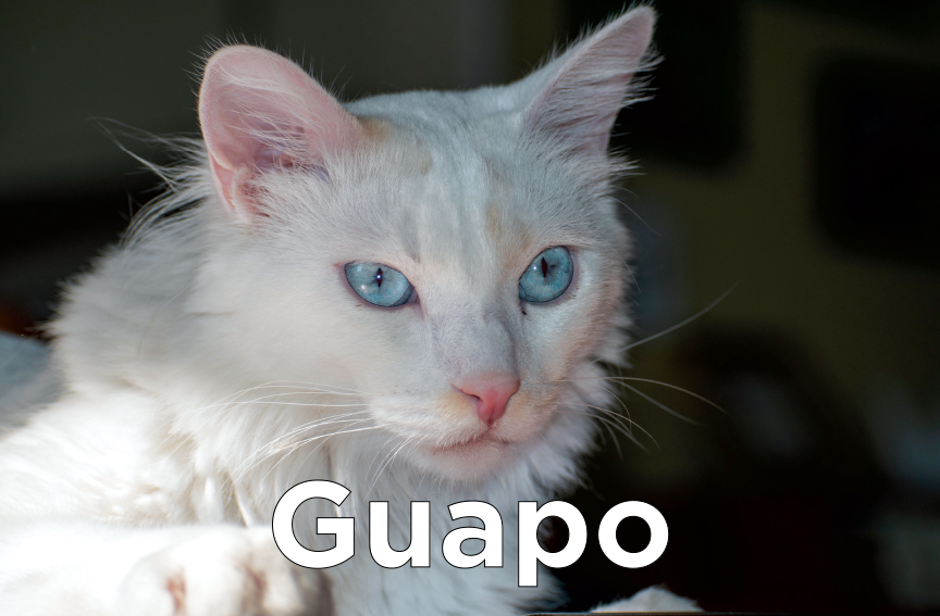 Guapo - close-up of white cat with blue eyes