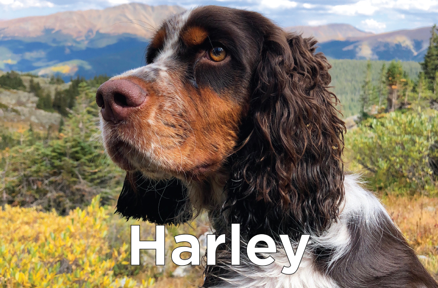 Harley - A close-up of a tri-colored Spaniel dog in the mountains 