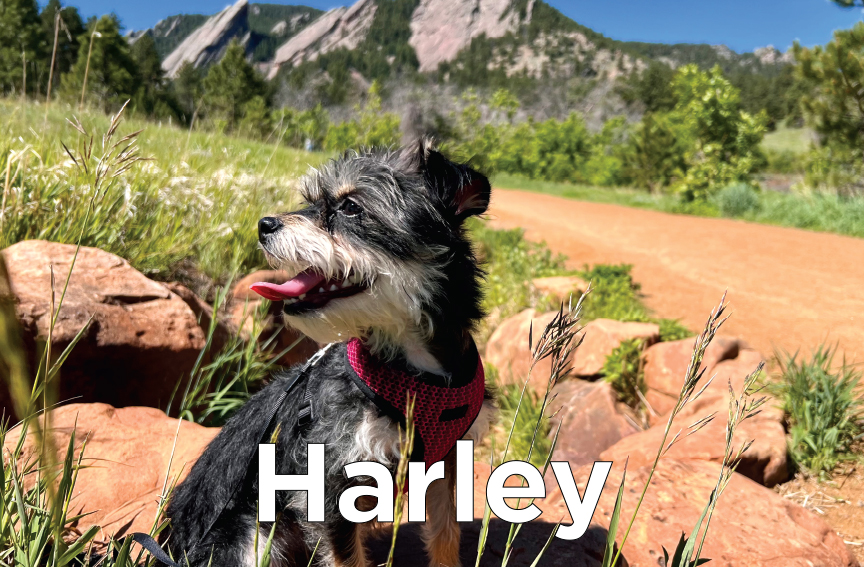 Harley - small black & white dog with it's tongue sticking out sitting next to a mountain backdrop