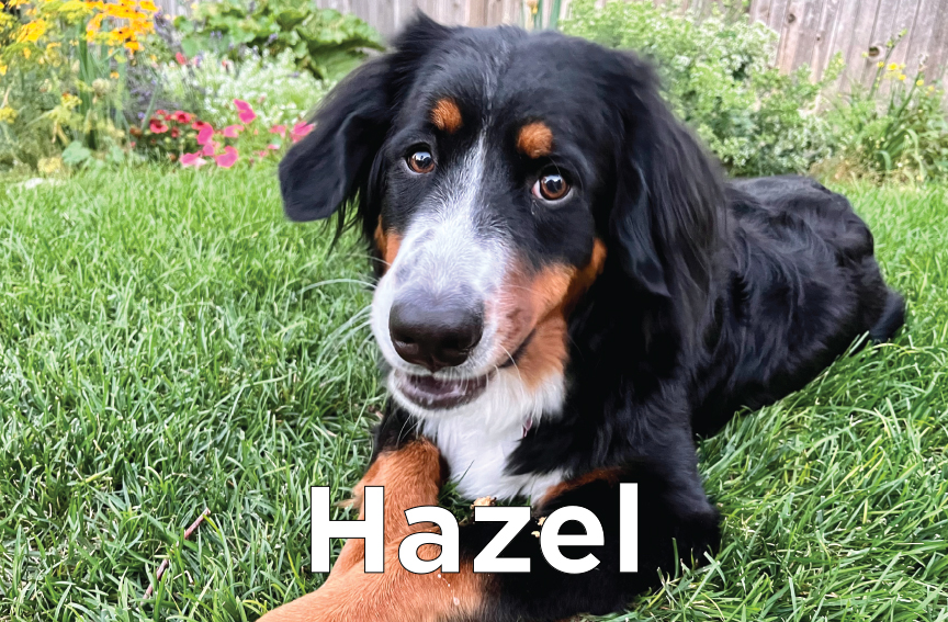 Hazel - a medium sized tri-colored dog laying in the grass
