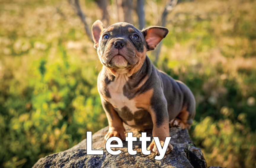 Letty - An American Bulldog puppy sitting on a rock
