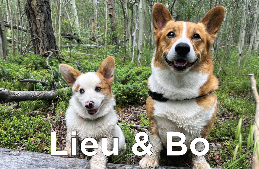 Lieu & Bo - A Corgi dog and a smaller Corgi puppy standing on a log in the forest