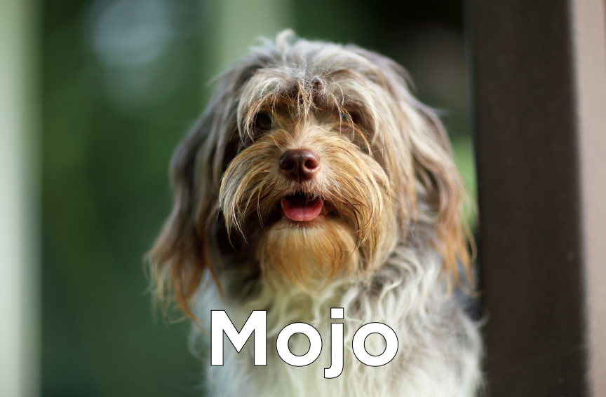 Mojo - Portrait of a tri-colored dog with it's tongue sticking out.