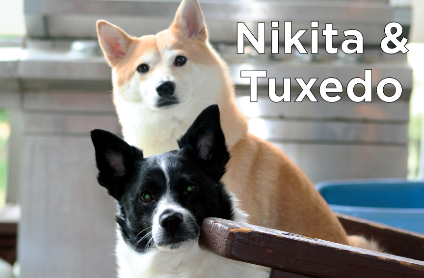 Nikita & Tuxedo - A Black and white dog sitting below a white and yellow dog.