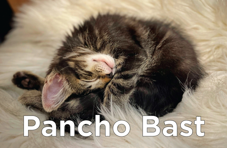 Pancho Bast - A sleeping kitty curled up on a blanket