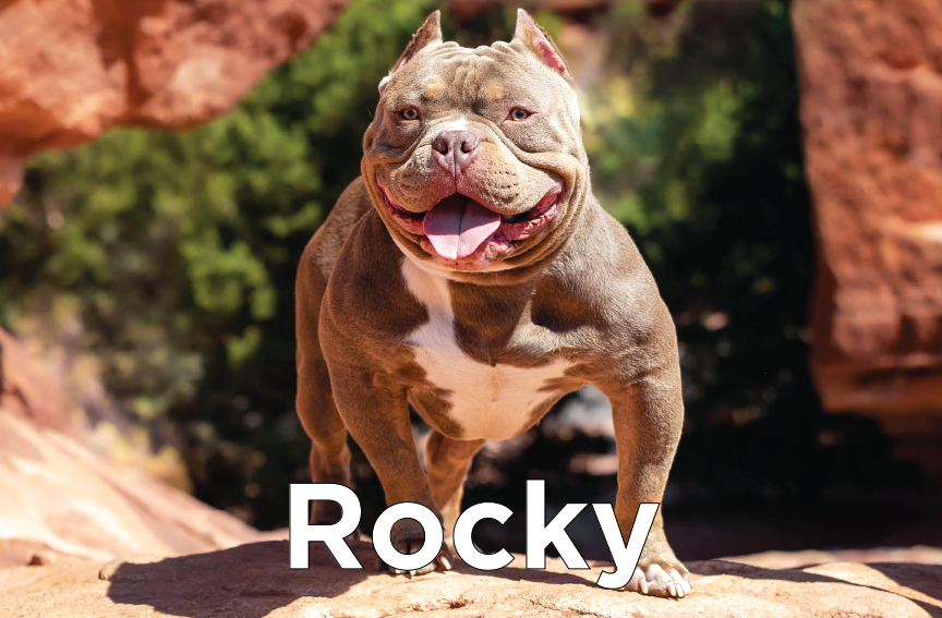 Rocky - An American bulldog with it's tongue sticking out standing on a rock