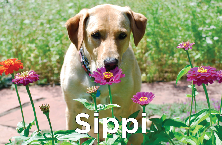 Sippi - A yellow lab smelling some flowers outside