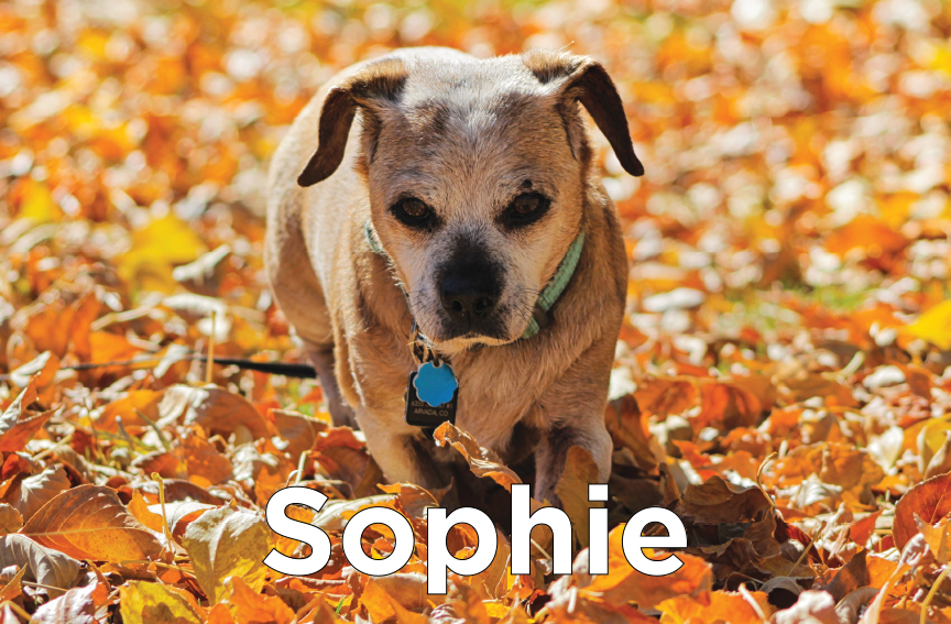 Sophie - A smaller, older dog walking through some orange leaves