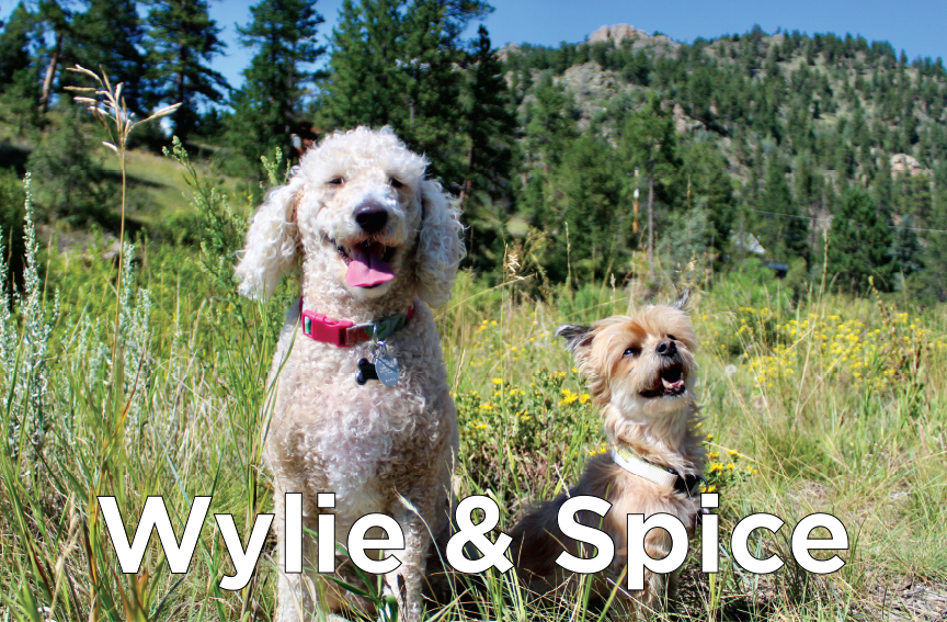 Wylie & Spice - A curly haired white dog and a smaller brown dog sitting outside by some pine trees
