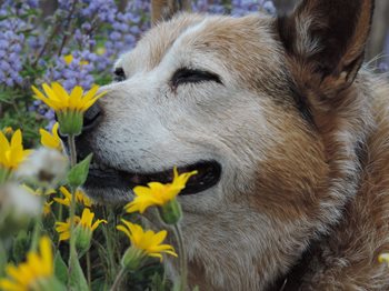 Taz 2023 pet calendar