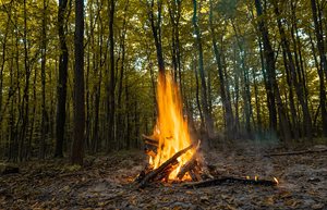 Bonfire in the woods