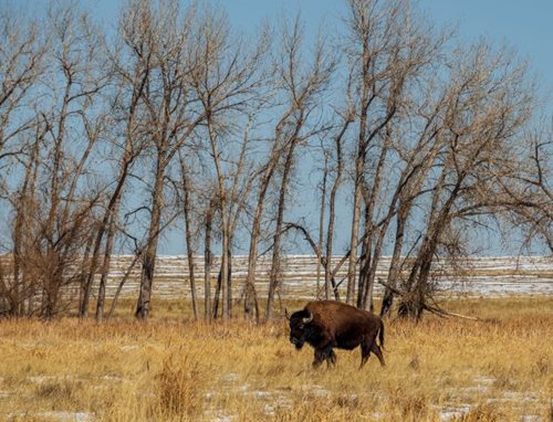 Rocky Mountain Arsenal